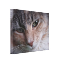 Cat Portrait Canvas Prints