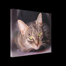 Cat Portrait canvas prints