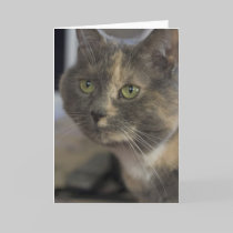 Cat Portrait Card cards