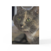 Cat Portrait Card