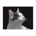 Cat Portrait postcards