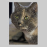 Cat Portrait Print