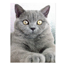 cat post cards