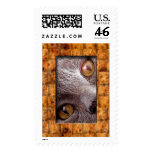Cat postage