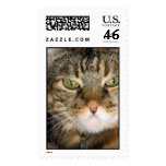Cat stamps