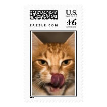 cat postage