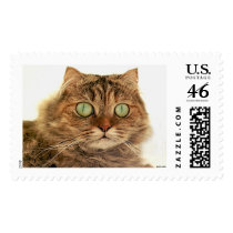 CAT STAMPS
