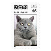 Cat Postage Stamps