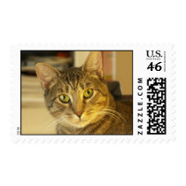 Cat postage
