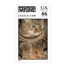 Cat Postage