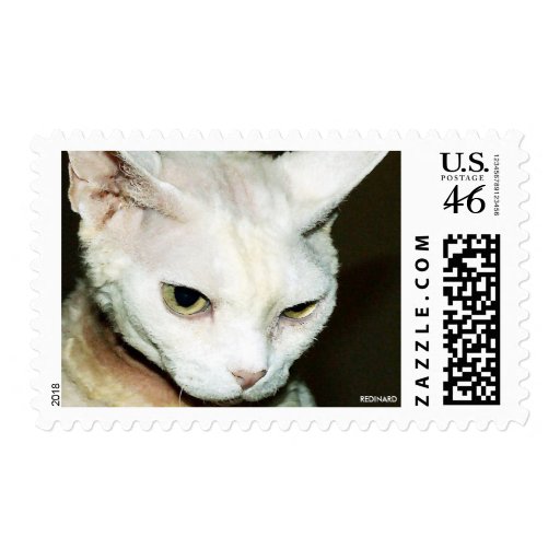 CAT ? POSTAGE STAMP