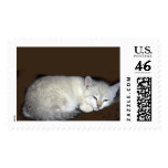cat postage stamp