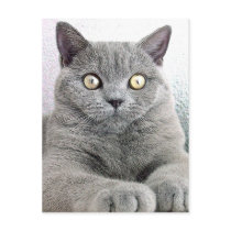 cat post cards