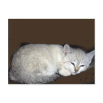 cat postcards by REDINARD cat postcards