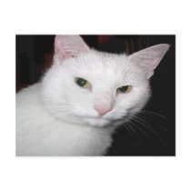 Cat postcard by journeyoftheanimals Cat postcard