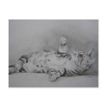 Cat postcard