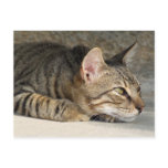 Cat Postcard