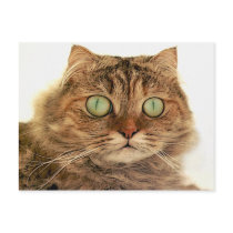 CAT postcards