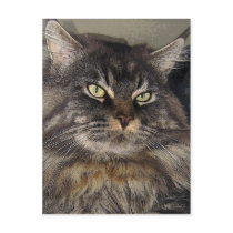 CAT postcards by REDINARD CAT postcards