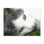 Cat postcard