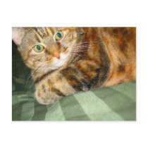 Cat Postcard