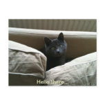 Cat postcard Hello there...