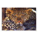 cat posters by auburnchik10109 cat posters