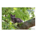 Cat posters