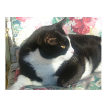 Cat Poster posters