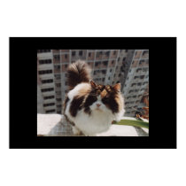 cat posters