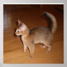Cat Poster