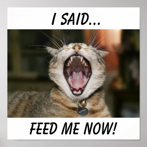 Cat Poster