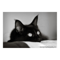 Cat Poster / Iris 3 posters by dryheat Cat Poster / Iris 3 posters