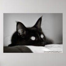 Cat Poster / Iris 3