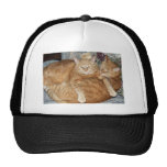 Cat Potatoes Hat