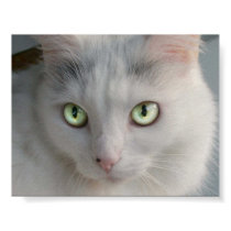 Cat posters by virginiamccabe Cat posters