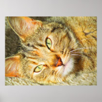 Cat Print