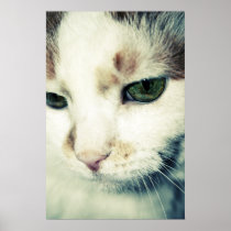 Cat Print posters