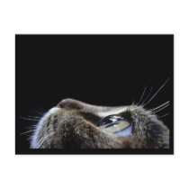 Cat Profile Postcard