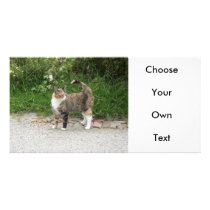 Cat  'Red' is angry Personalized Photo Card