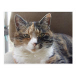 Cat 'Red' portrait Postcards