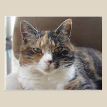 Cat 'Red' portrait postcards