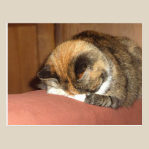 Cat 'Red' sleeping on the cough postcards