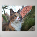 Cat 'Red' with big eyes Print