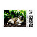 Cat Relaxing in Garden stamp