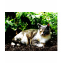 Cat Relaxing in Garden shirt