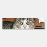 Cat Resting Bumper Stickers