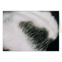 Cat`s Fur Card by Maciej_Frolow Cat`s Fur Card
