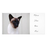 Cat Siamese Portrait Photo Greeting Card