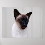 Cat Siamese Portrait Print
